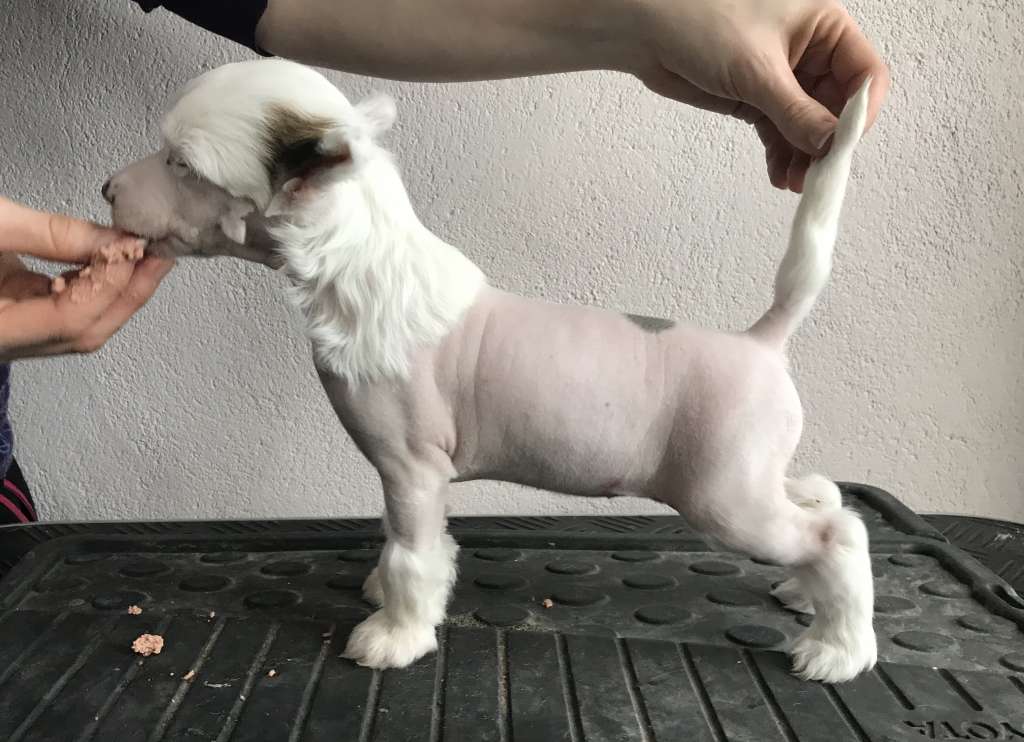 Moelmo's You Can't Stop Me Now