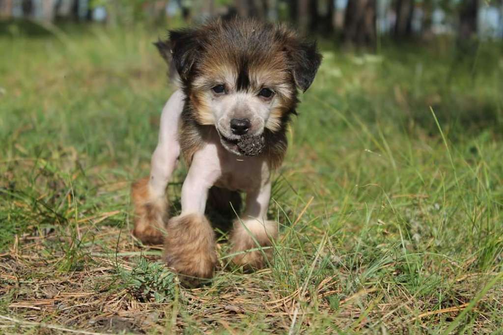 Alfa Laval Cristiano Ronaldo