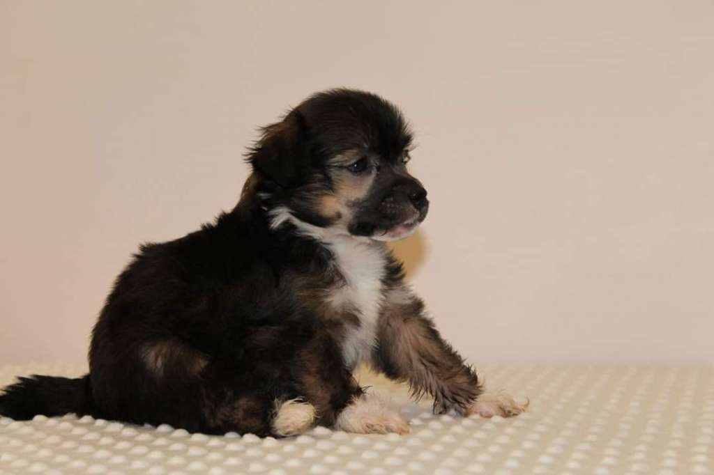 Alfa Laval Coach Stanislav Cherchesov