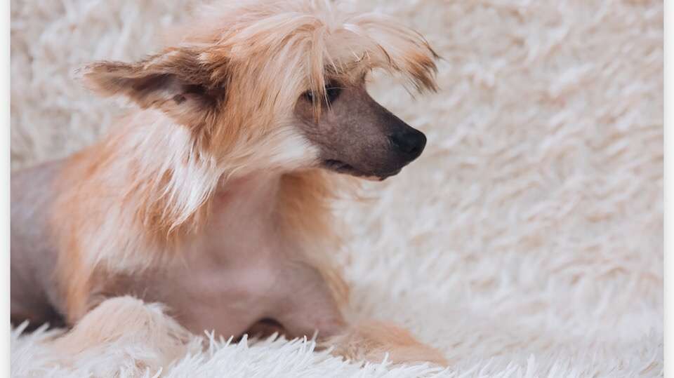 Free Fire Yablochnaya Adelia