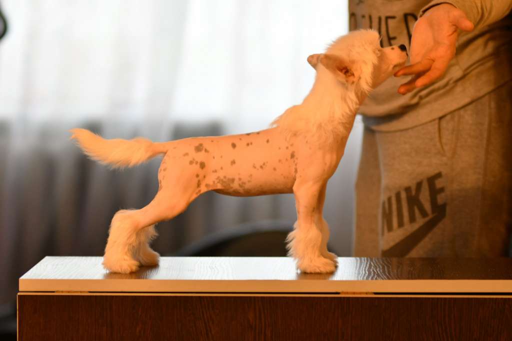 Peppy Happy Winning Smile