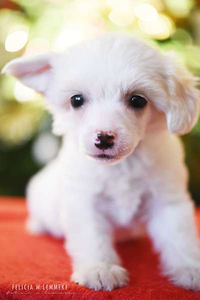 Jean Dark Puffy Kind of Style