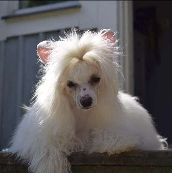 Jean Dark Puff It Up Pinky Puff