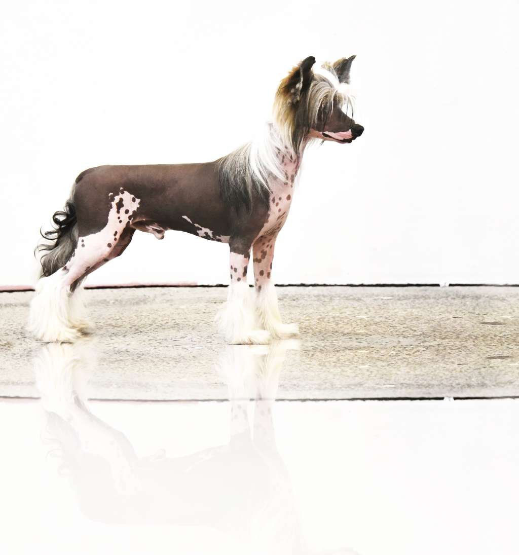 Jean Dark Question Is