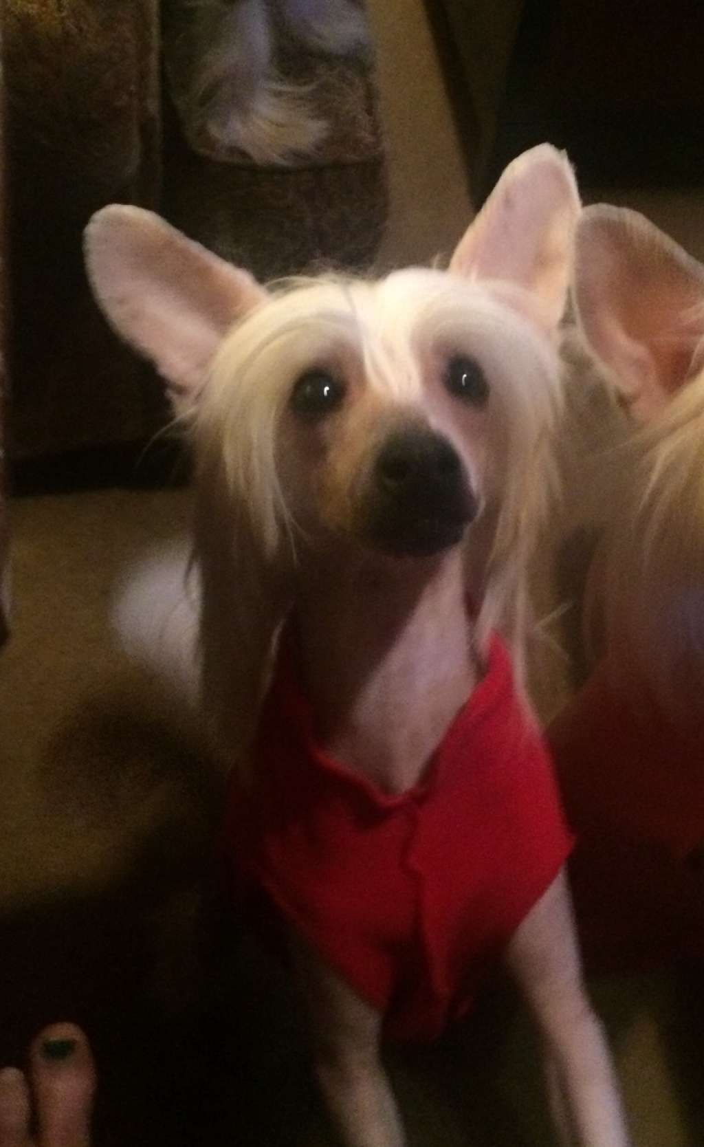 The Lion Lady's Serengeti Lightning