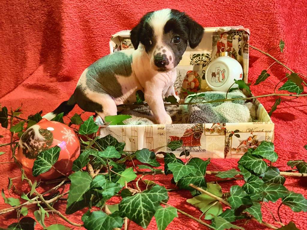 Nohair's ark King of kings