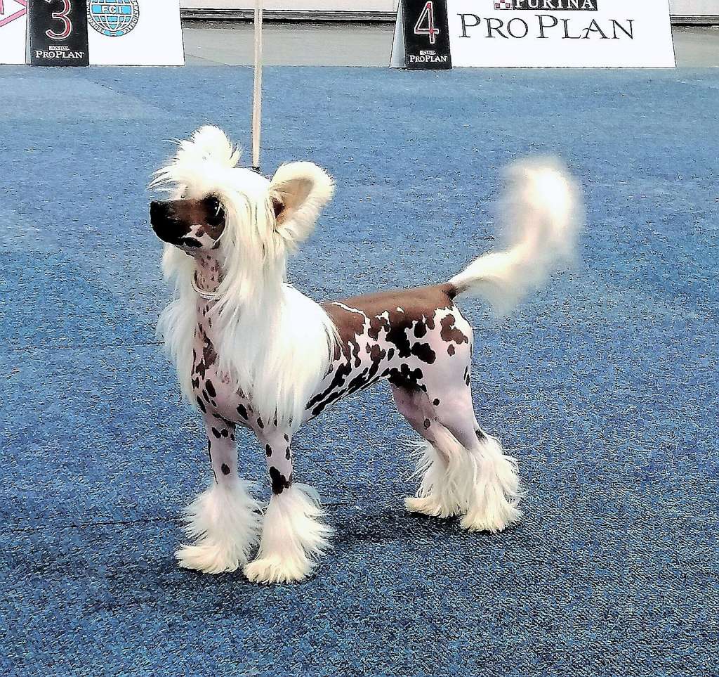 Czaila Summer Cherry