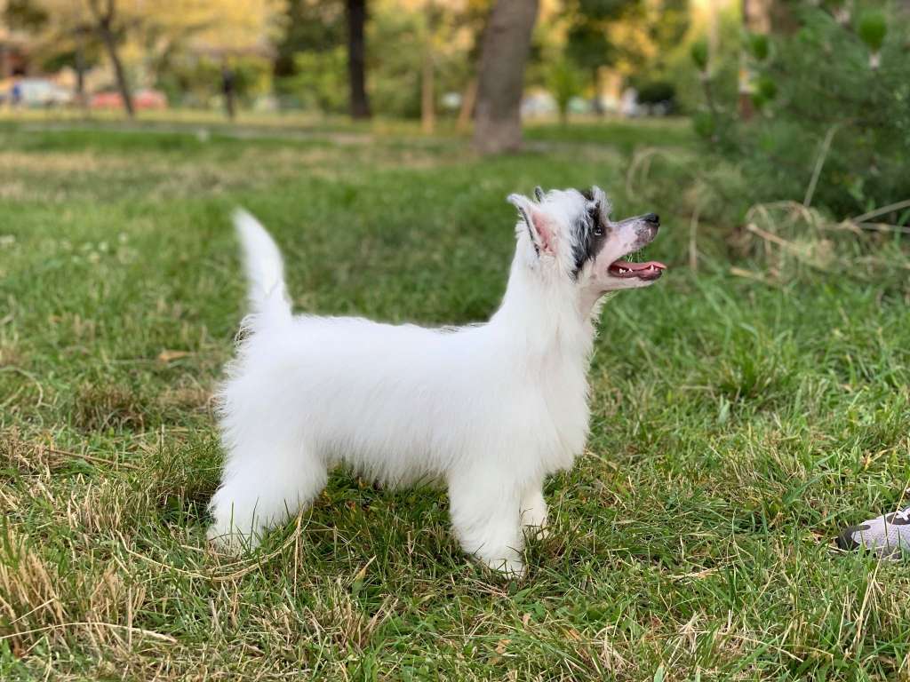 AkDeniz Midnight Blues