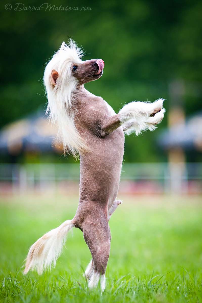 AkDeniz Become A Star