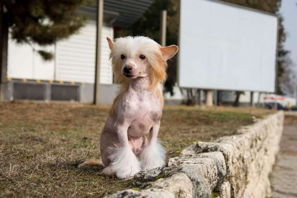 So-soft My dream's come true