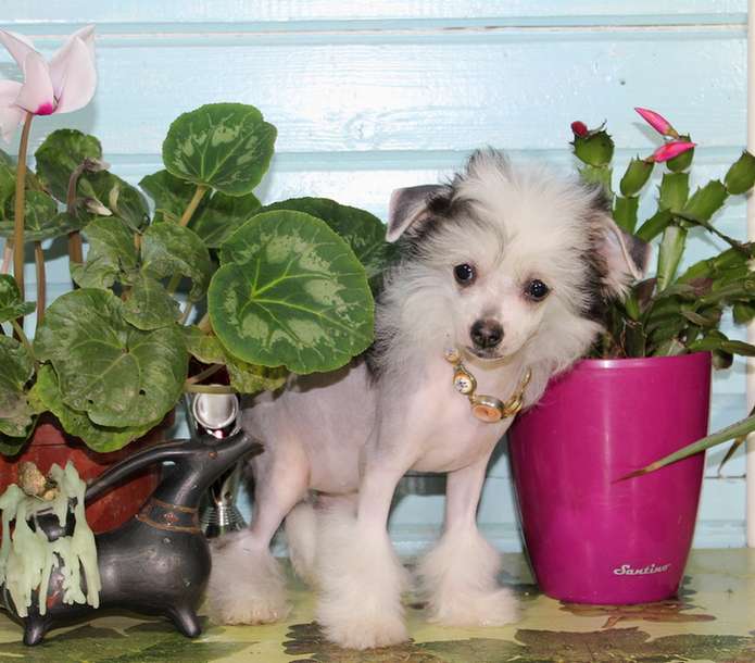 Angel O' Check Tigra