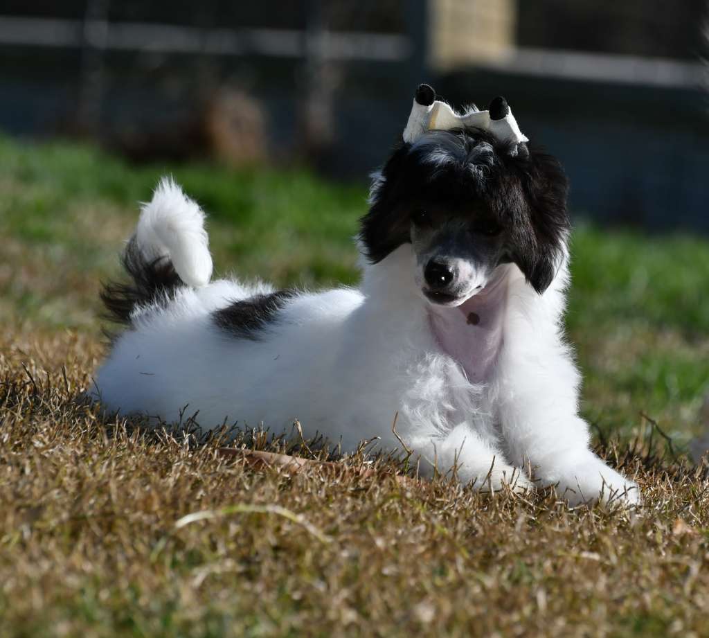 Little Dog Of Dream Ole Zorro