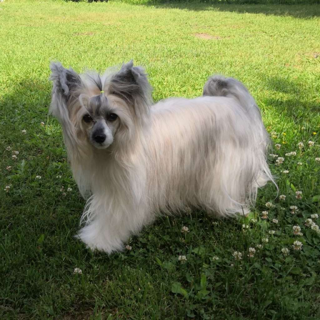 Timanttiliigan Paula