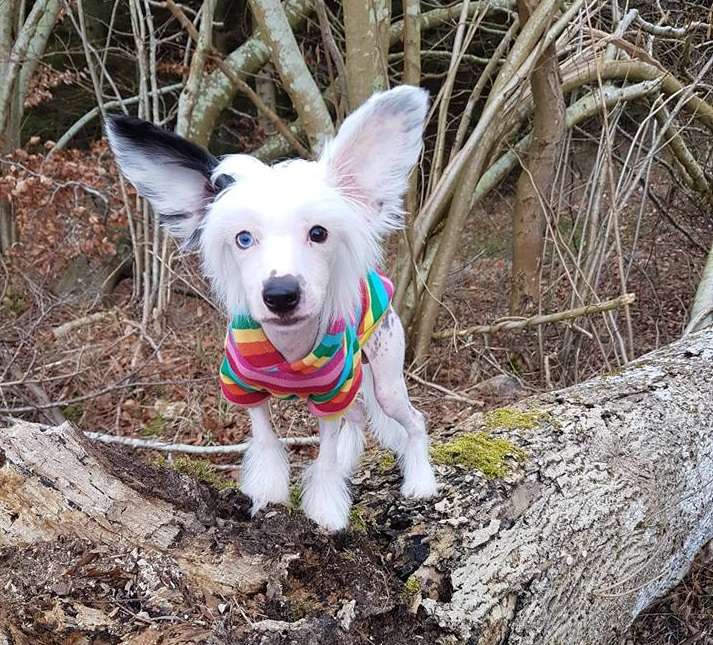 Nohair's ark Kingdom Come