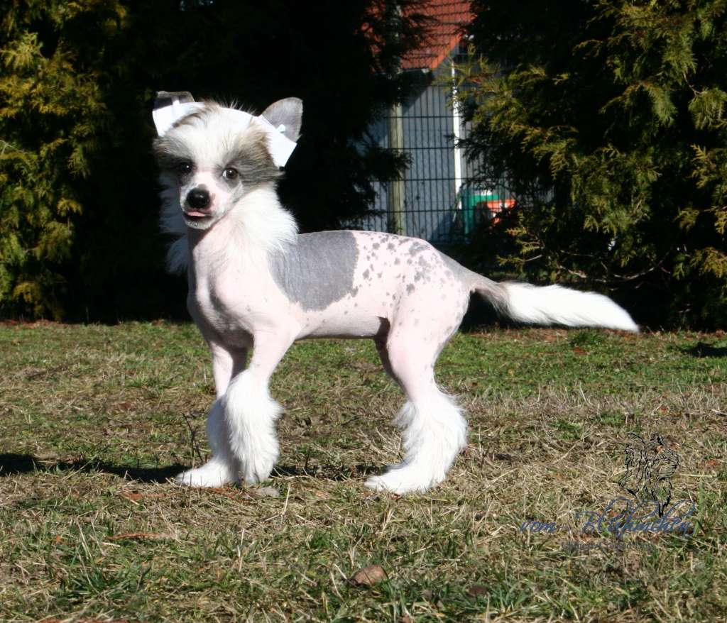 Donald vom Blühmchen