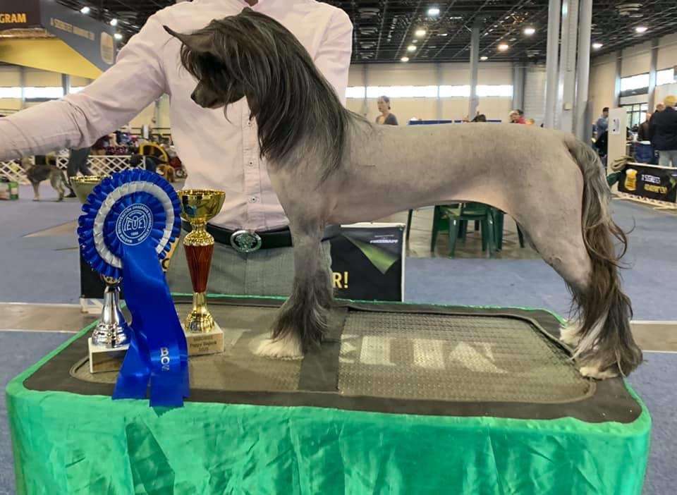 Chicavallo Black Orchid