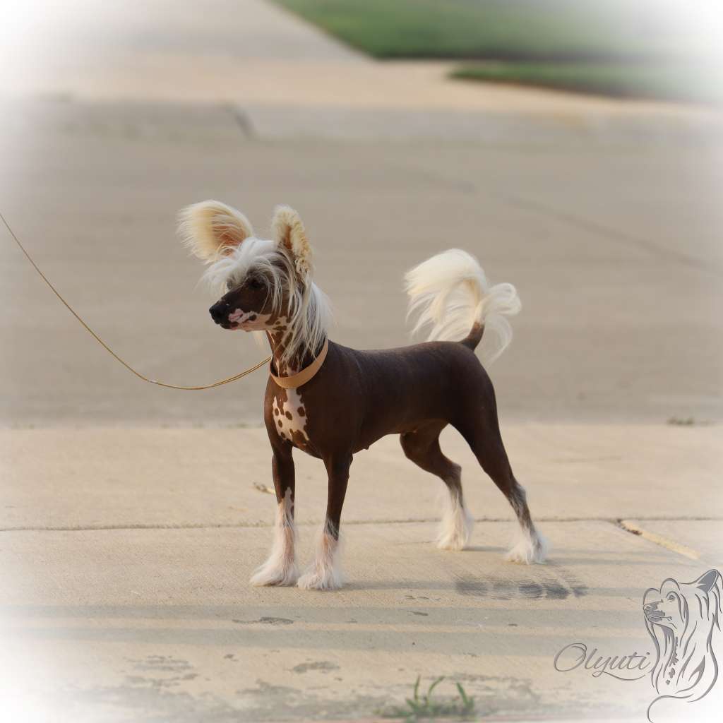 Olyuti A Star Is Born At Siam