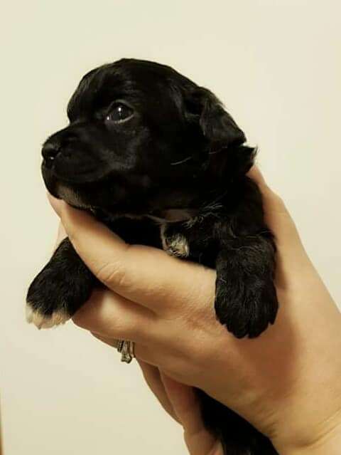 Herttileidin Demo Ni-Ne Diva Hau Va