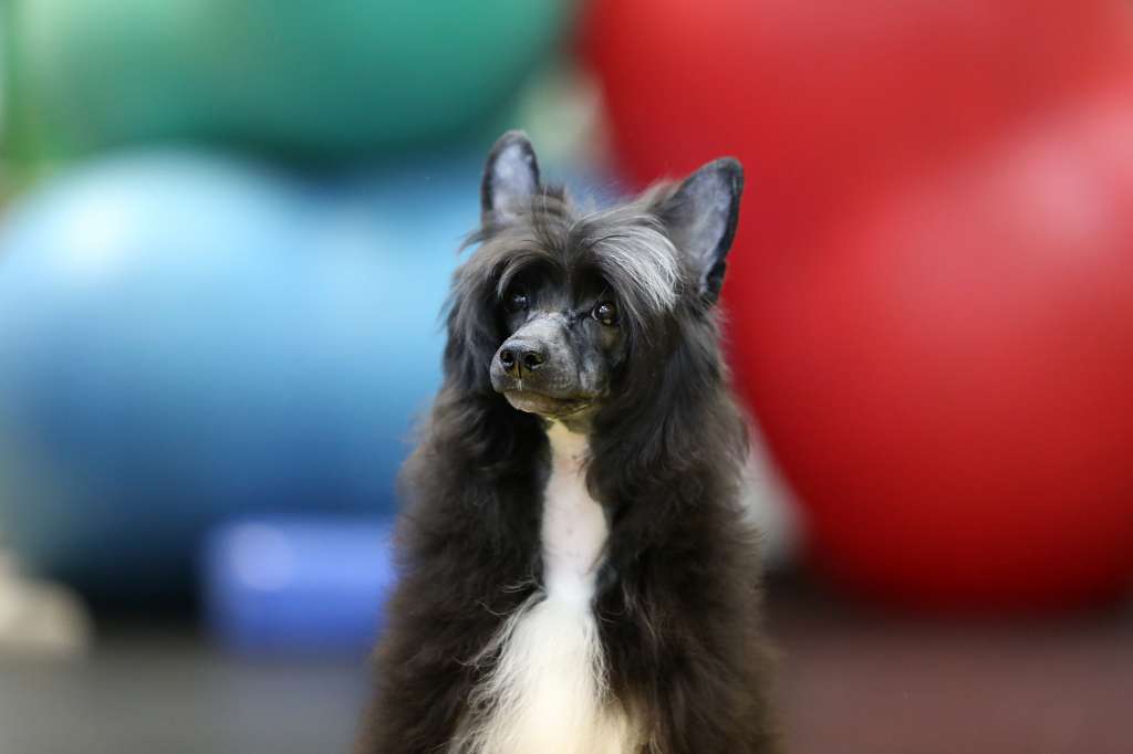 Incanto Del Mondo Show Must Go On