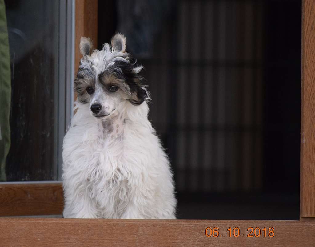 Penelope Bos Bohemia