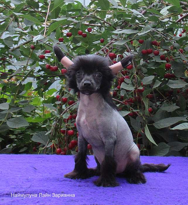 Naimuluna Line Zarianna