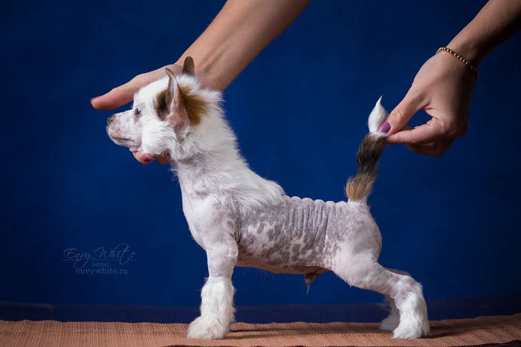 Envy White Veni Vidi Vici