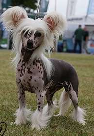 Scherzando Quote RCC