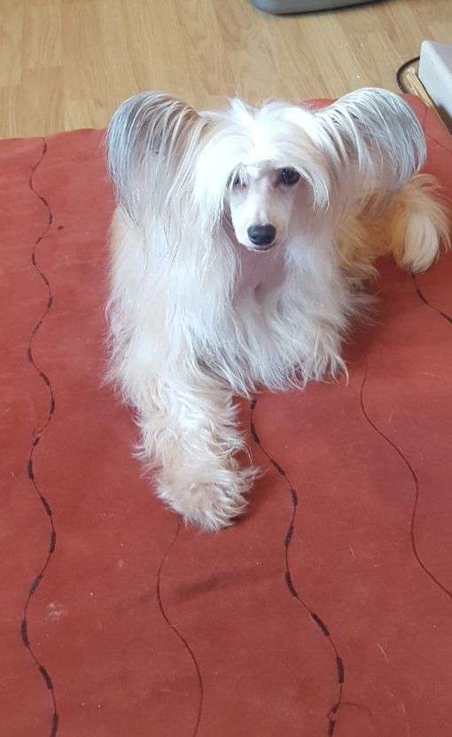 Epiphany Hammi Hamster