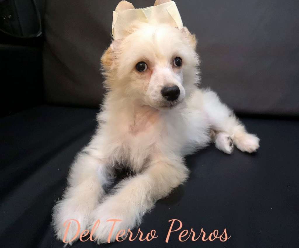 Del Terro Perros Kapuchino