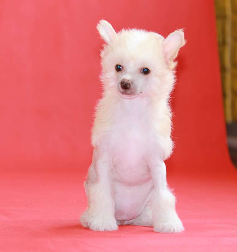 Yadel'-vi-grand Dlya Liris