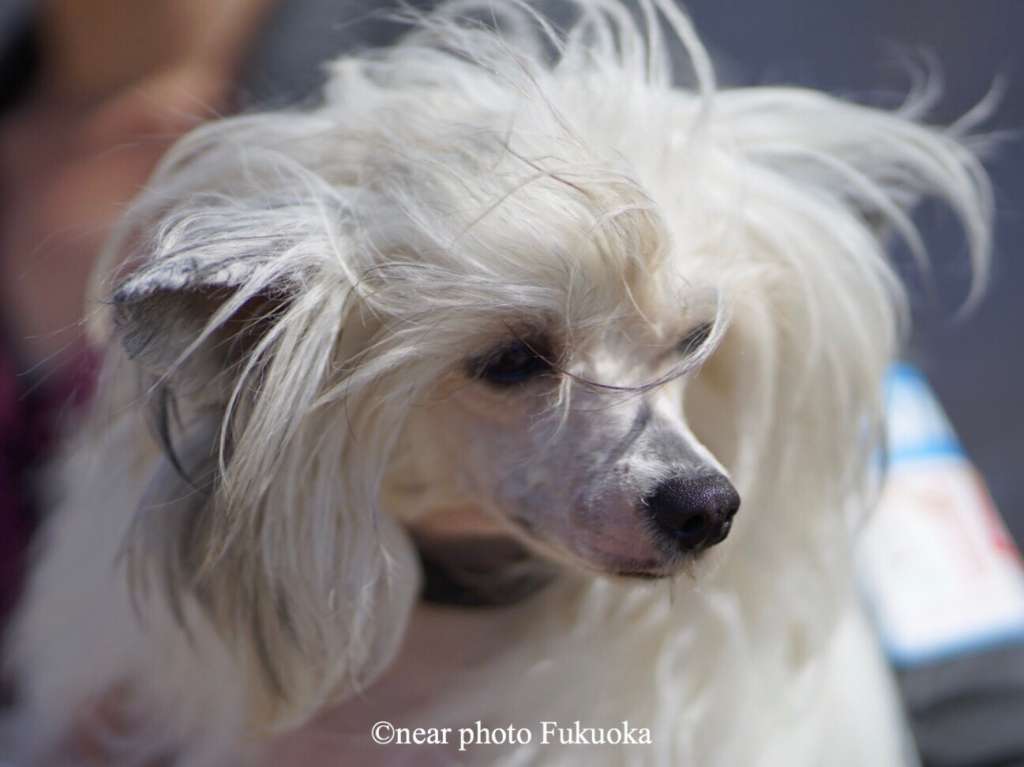 TInker Jp Cattleya Labiata