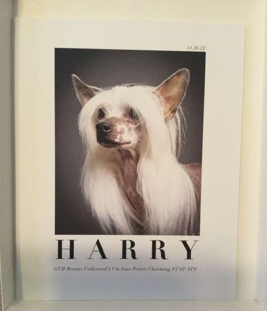 BR GrCh Ch Colliwoods I'm your Prince Charming SOM