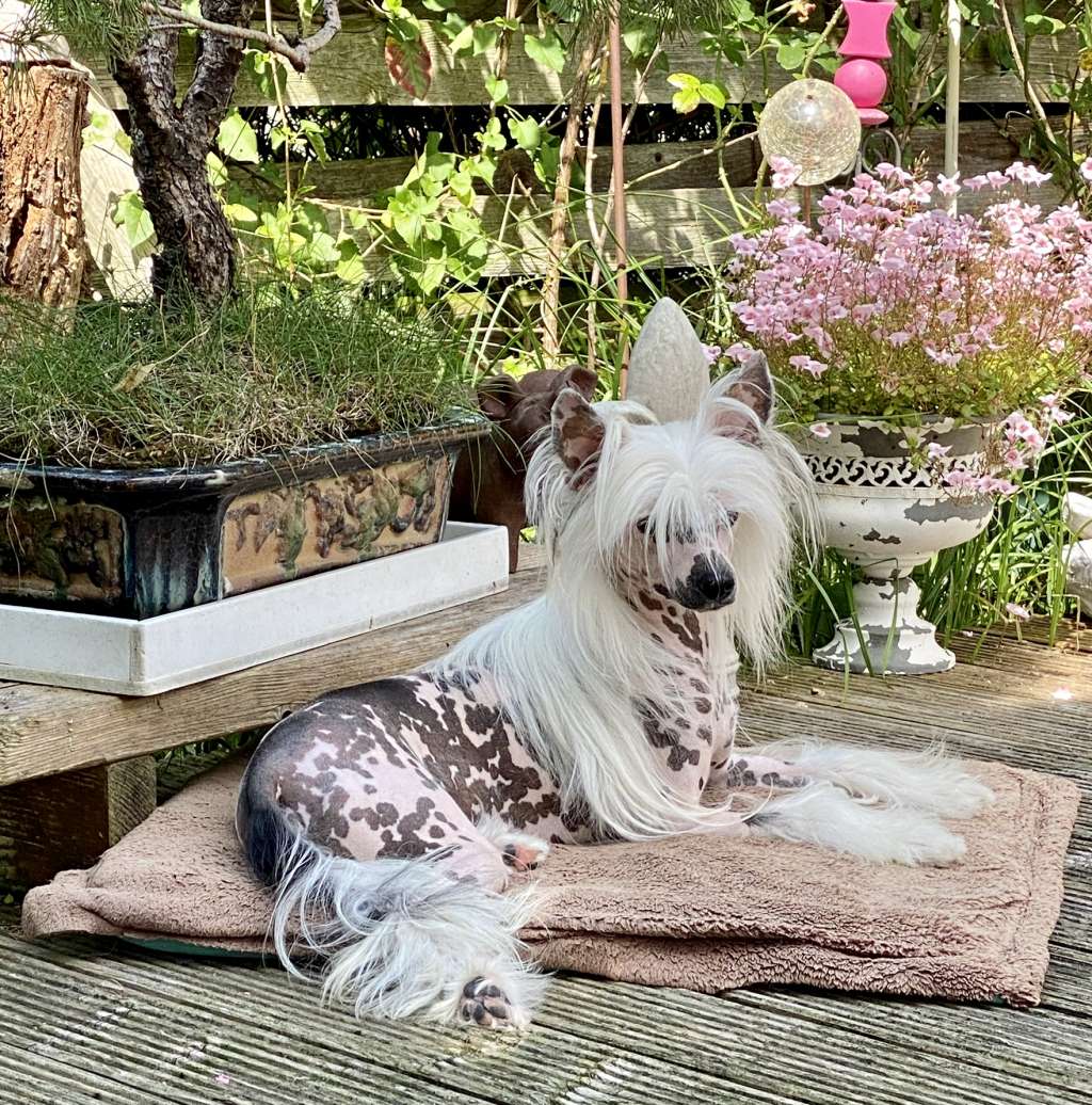 Habanero's Crest Hairless Queen