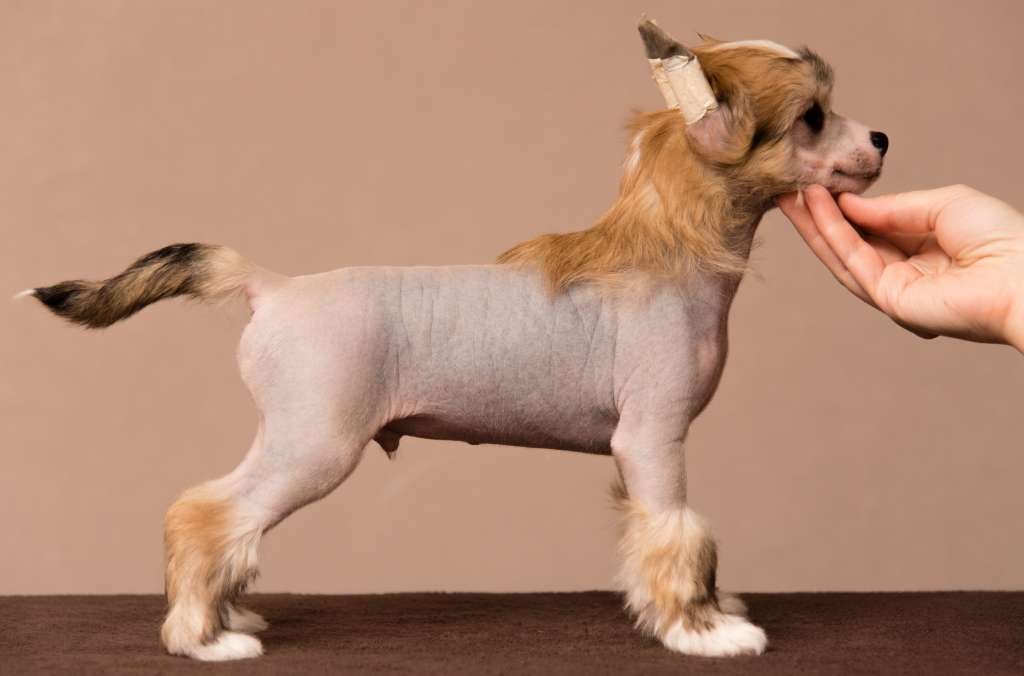 Anna Sky Kennel Nano Energizer