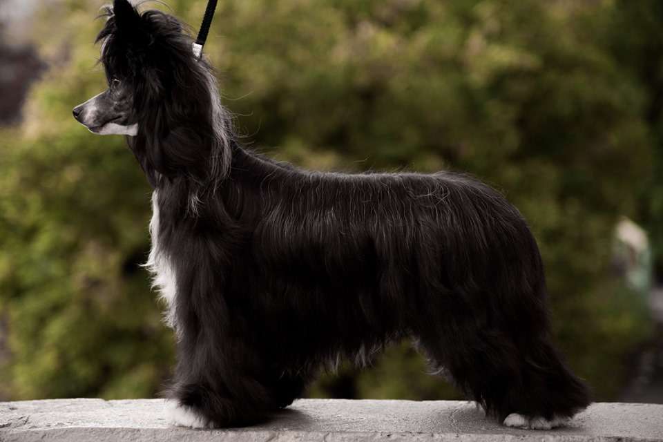 JchRFLS Anna Sky Kennel Nearly Perfect