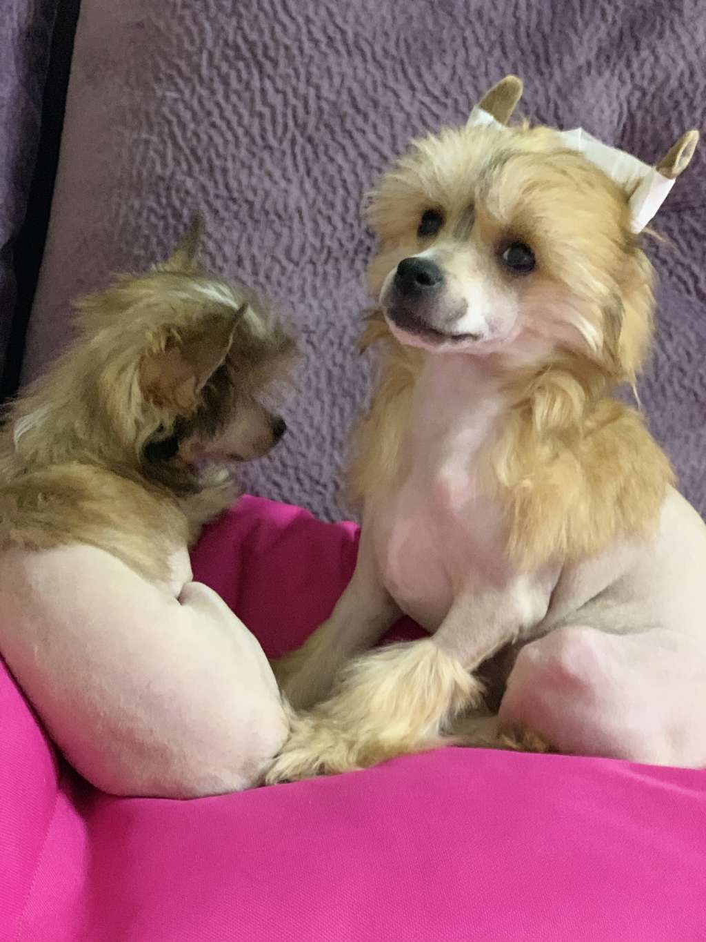 Rolana Family Lady in Red