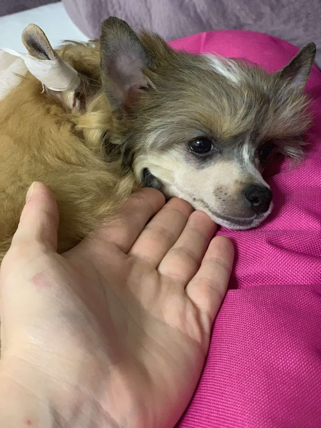 Rolana Family Love Song