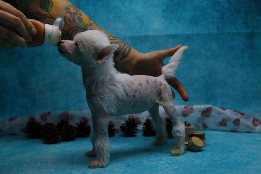 First Lady von Natelberg