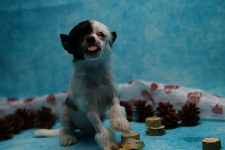 For Pleasure von Natelberg