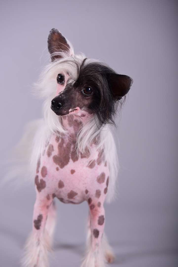 Finkenwerder Fee von Natelberg