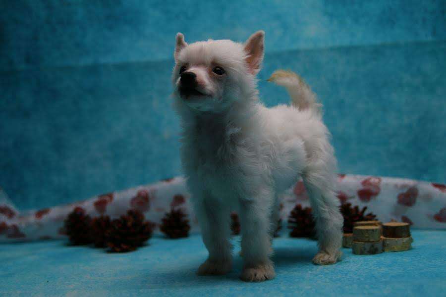 Frozen Lilly Marshmellow von Natelberg