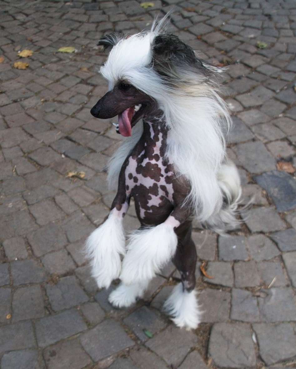 Be My Dog's Voice Mail