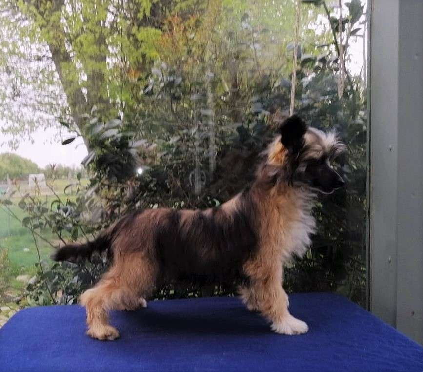 Be My Dog's Vangelis