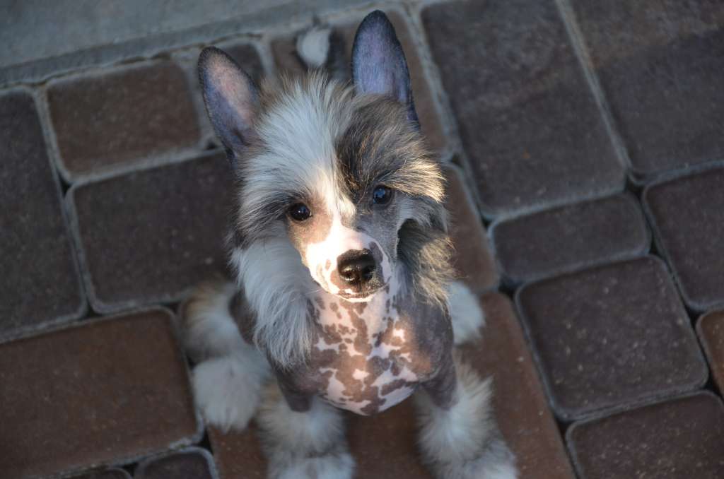 Golden Diamond Cresteds Margarita