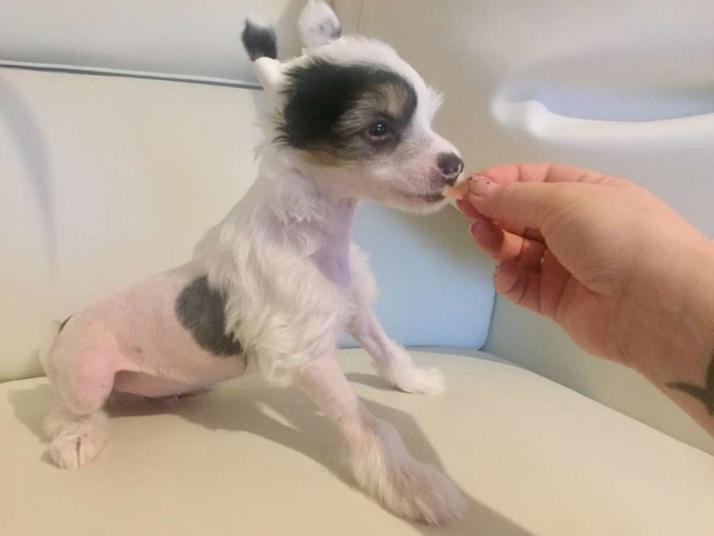 Prime Dneprovskoye Solntse