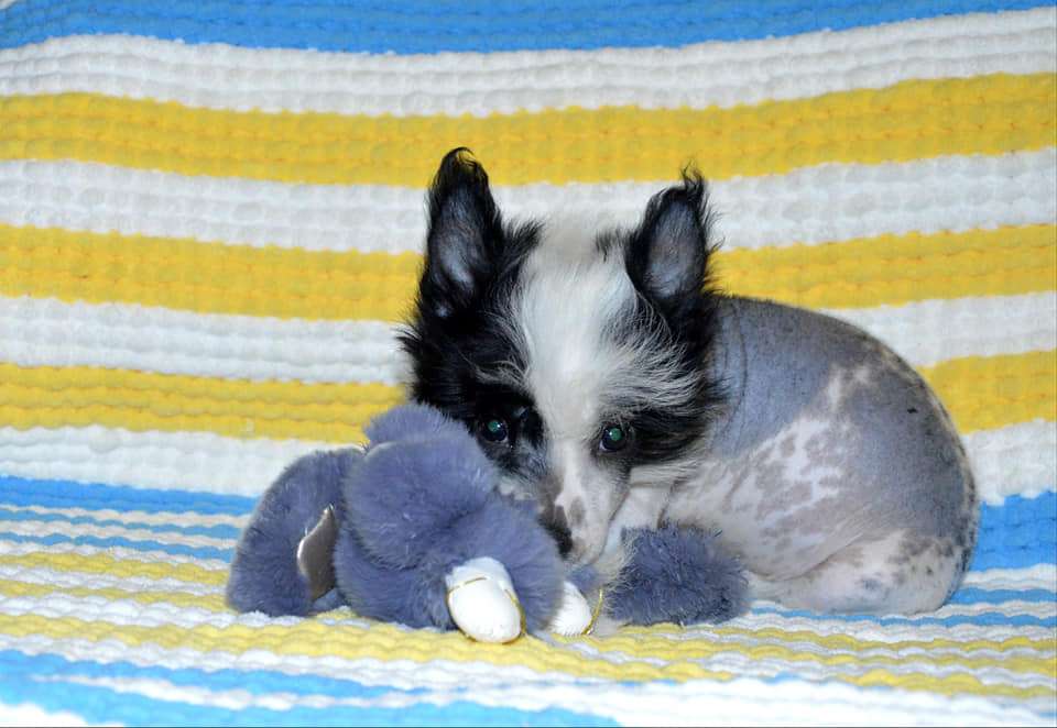 Baikal Dream Intrico Royal