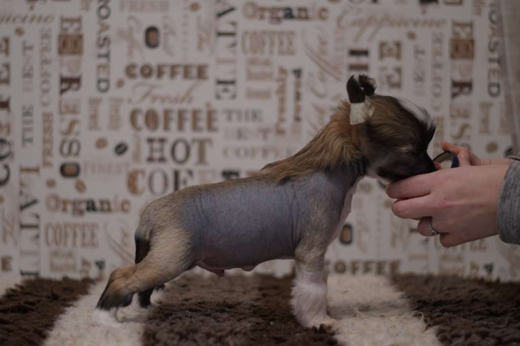 Pinky Twinky Xtreme Twinkle  Sprinkle