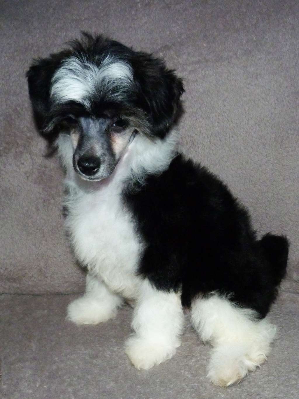 Morfeus z Pulnocního dvora