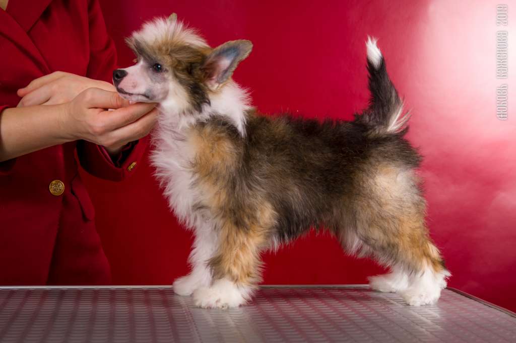 Grand Passage Bacardi