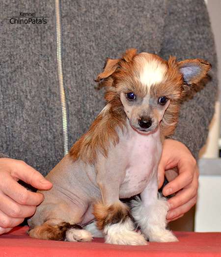 ChinoPata's Mixed Ingredients